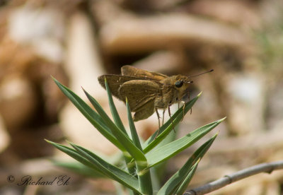 Millet Skipper (Pelopidas thrax)