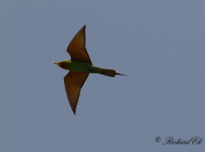 Grn bitare - Blue-cheeked Bee-eater (Merops persicus)