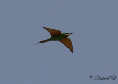 Grön biätare - Blue-cheeked Bee-eater (Merops persicus)