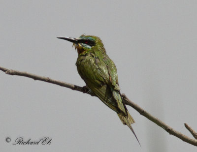 Grn bitare - Blue-cheeked Bee-eater (Merops persicus)