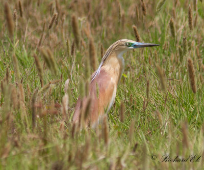 Rallhger - Squacco Heron (Ardeola ralloides) 