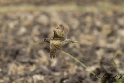 Rallbeckasin - Greater Painted Snipe (Rostratula benghalensis)