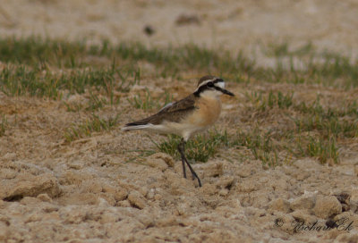 Kittlitzpipare - Kittlitz's Plover (Charadrius pecuarius)