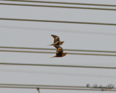 Brunbukig flyghna - Chestnut-bellied Sandgrouse (Pterocles exustus)