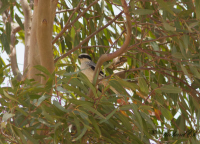 kenvarfgel -  Southern Grey Shrike (Lanius meridionalis)