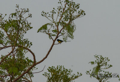 Nilsolfgel - Nile Valley Sunbird (Hedydipna metallica) 