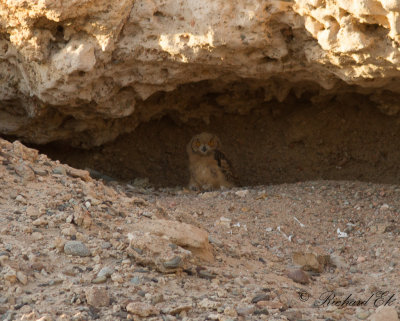 kenberguv - Pharao's Eagle Owl (Bubo ascalaphus)