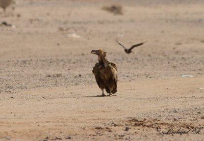 rongam - Lappet-faced Vulture (Torgos tracheliotus)