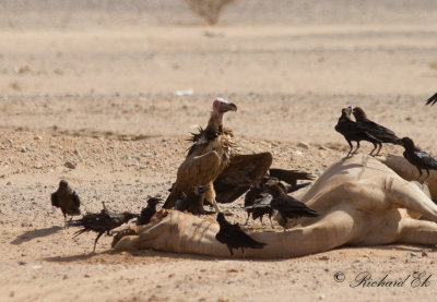 rongam - Lappet-faced Vulture (Torgos tracheliotus)