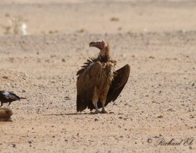 rongam - Lappet-faced Vulture (Torgos tracheliotus)