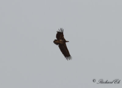 rongam - Lappet-faced Vulture (Torgos tracheliotus)