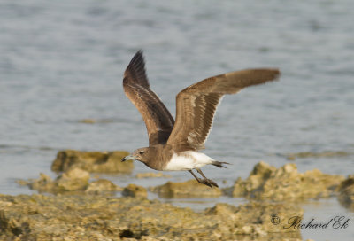 Sotms - Sooty Gull (Ichthyaetus hemprichii)