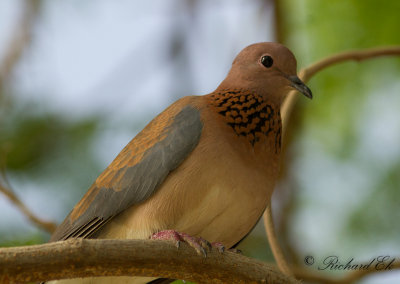 Palmduva - Laughing Dove ( Streptopelia senegalensis) 