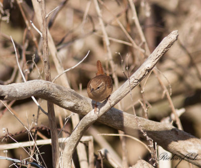 Gärdsmyg - Winter Wren (Troglodytes troglodytes)