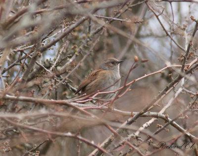 Järnsparv - Dunnock (Prunella modularis)