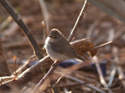 Mindre flugsnappare - Red-breasted Flycatcher (Ficedula parva)