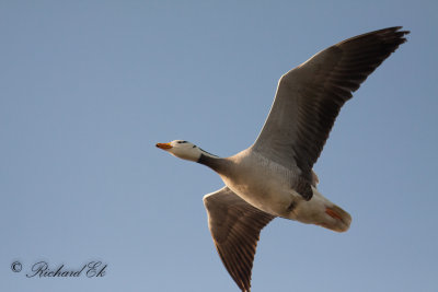 Stripgås - Bar-headed Goose (Anser indicus)