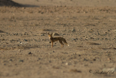 Brunryggad sandrv - Rppels Fox (Vulpes rueppellii)