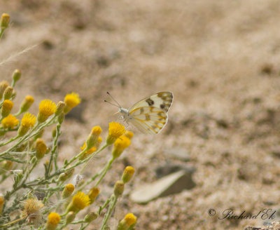 Desert Bath White (Pontia glauconome)