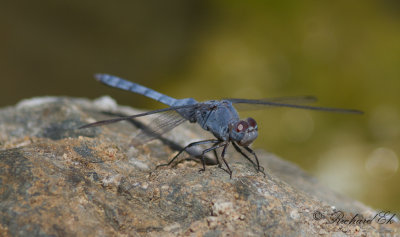 Indigo Dropwing (Trithemis festiva)?