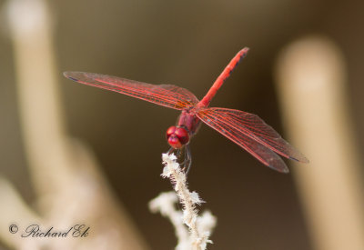 Dragonfly sp.