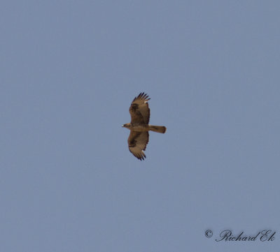 Hkrn - Bonelli's Eagle (Hieraaetus fasciatus)