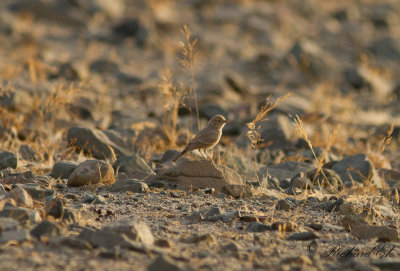 Stenkenlrka - Desert Lark (Ammomanes deserti)