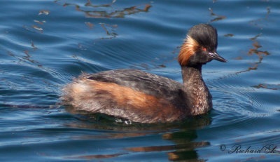 Lommar & doppingar / Divers & Grebes