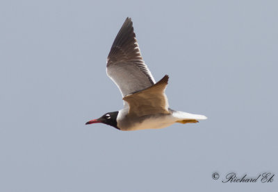 Vitögd mås - White-eyed Gull (Ichthyaetus leucophthalmus)