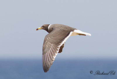 Sotms - Sooty Gull (Ichthyaetus hemprichii)