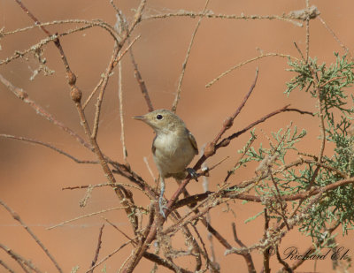 Eksngare - Eastern Olivaceous Warbler (Hippolais pallida pallida)