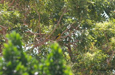 Sommargylling - Eurasian Golden Oriole (Oriolus oriolus)