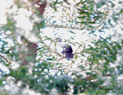 Sorgduva - Mourning Collared Dove (Streptopelia decipiens)