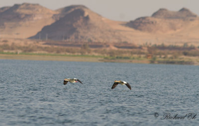 Nilgs - Egyptian Goose (Alopochen aegyptiacus)