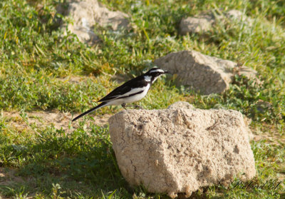 Brokrla - African Pied Wagtail (Motacilla aguimp)