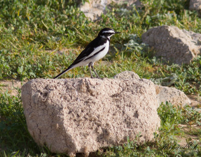 Brokrla - African Pied Wagtail (Motacilla aguimp)