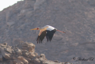 Afrikansk ibisstork - Yellow-billed Stork (Mycteria ibis)