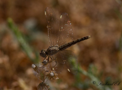 Smalbandad rkslnda - Banded Groundling (Brachythemis impartita)