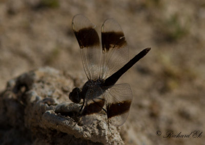 Smalbandad rkslnda - Banded Groundling (Brachythemis impartita)