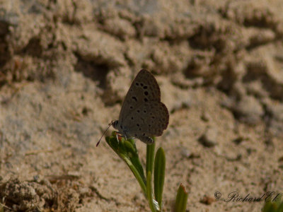 Blue wing sp.