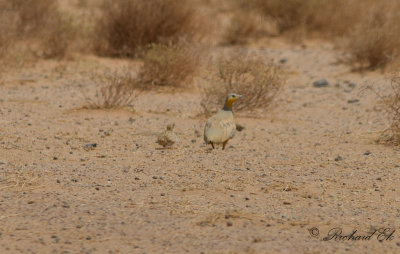 kenflyghna - Spotted Sandgrouse (Pterocles senegallus)