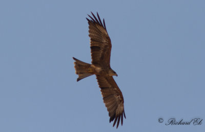 Brun glada - Black kite (Milvus migrans)