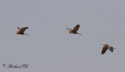 Purpurhger - Purple Heron (Ardea purpurea)