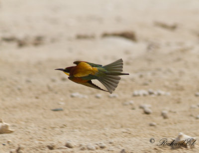 Bitare - European Bee-eater (Merops apiaster)