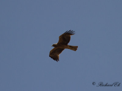 Dvrgrn - Booted Eagle (Hieraaetus pennatus)