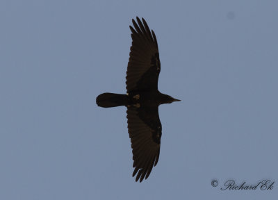 kenkorp - Brown-necked Raven (Corvus ruficollis)