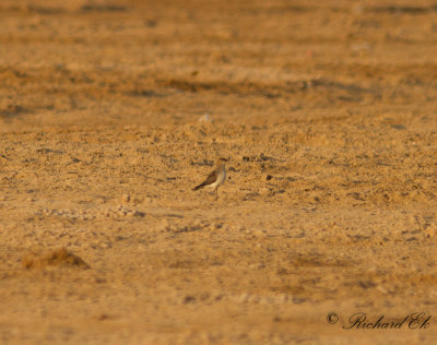 Svartvingad vadarsvala - Black-winged Pratincole (Glareola nordmanni)