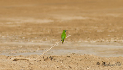 Grn bitare - Blue-cheeked Bee-eater (Merops persicus)