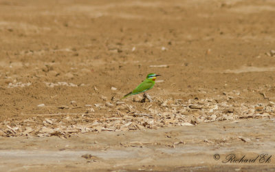 Grn bitare - Blue-cheeked Bee-eater (Merops persicus)