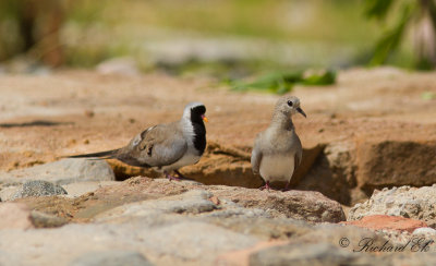 Lngstjrtad duva - Namaqua Dove (Oena capensis)